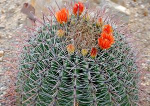 Close up of the characteristic fish hooks on the fishhook barrel cactus